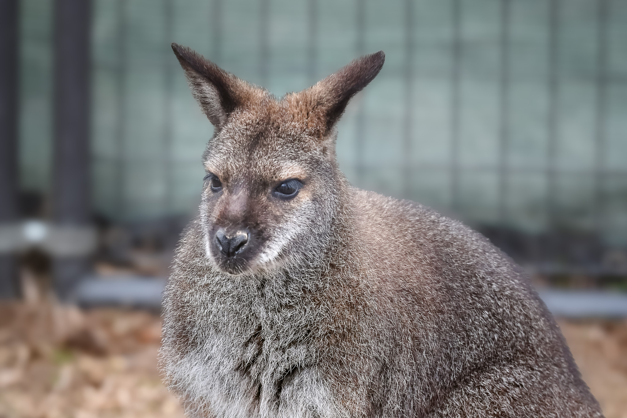 Wallaby