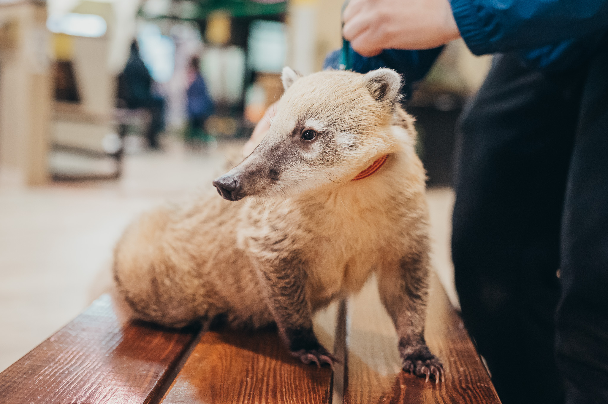 Coati