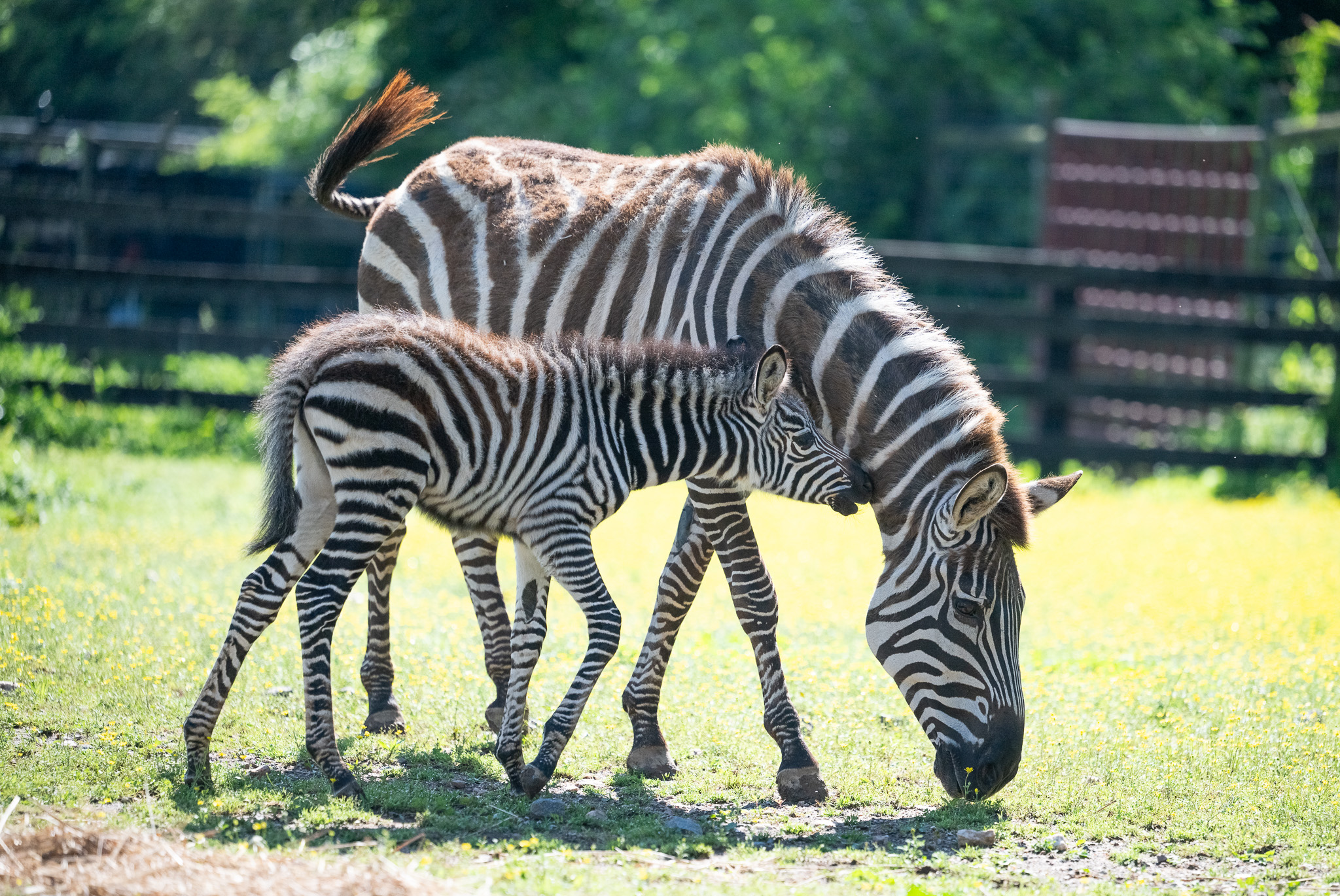 Zebras